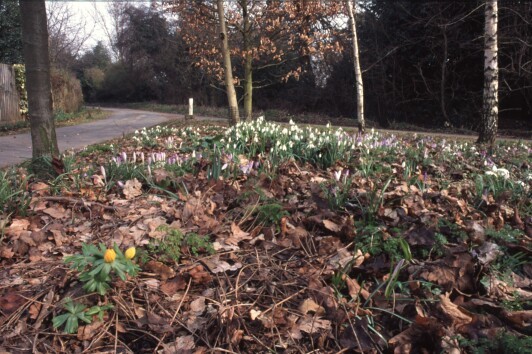 Margery Lane in Spring